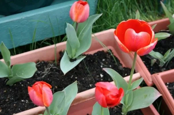 Когда сажать тюльпаны, цветущие 8 марта