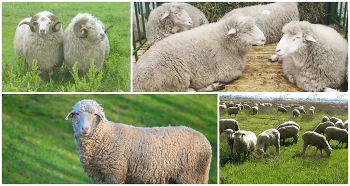 Много овец.