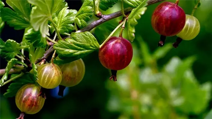 Крыжовник - что это за ягода или фрукт, как выглядит, где растет и другие названия