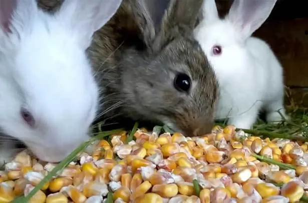 Кукуруза для кроликов