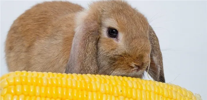 Кукуруза для кроликов