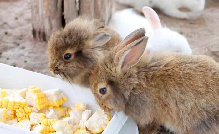 Кролики едят кукурузу.