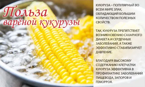 Состав и полезные свойства вареной кукурузы