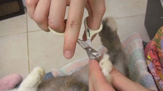 Лапы в классе: уход за ногтями декоративных кроликов в домашних условиях