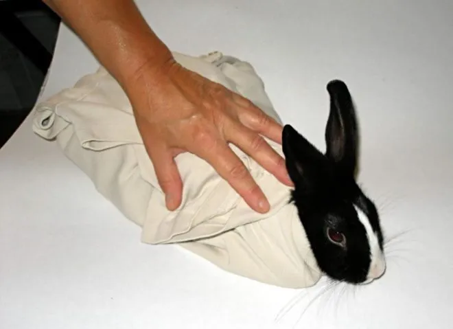 Заворачивание кролика в полотенце