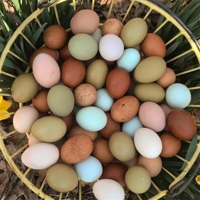 Какие куры производят самые вкусные яйца и с каким вкусом?
