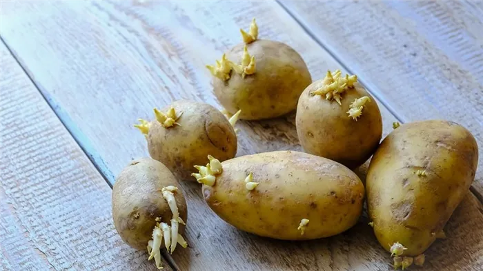 Проросший картофель: что с ним делать и когда его есть