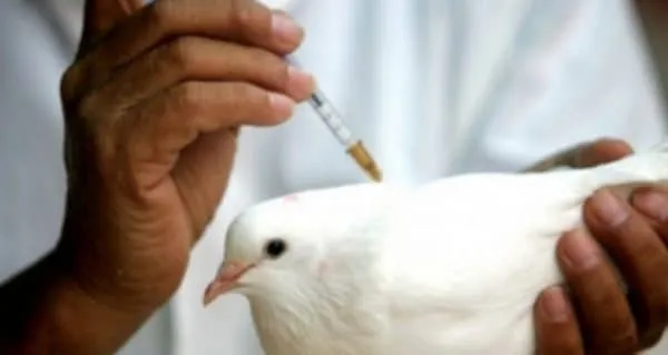 Вакцинация голубей