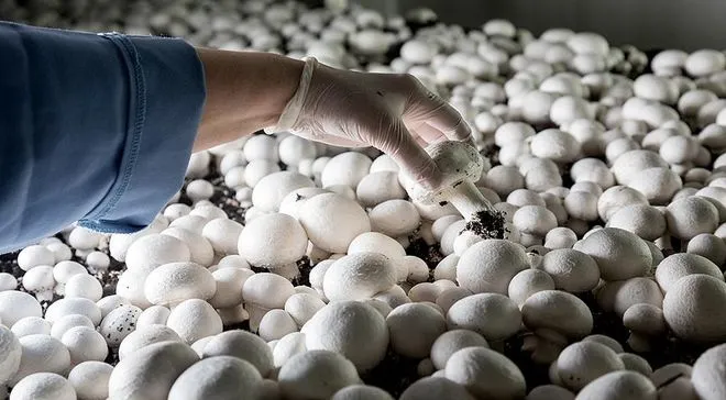 Сбор урожайных грибов