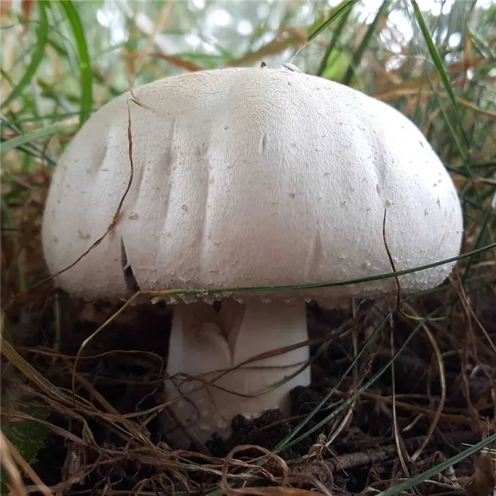 Веревочные грибы