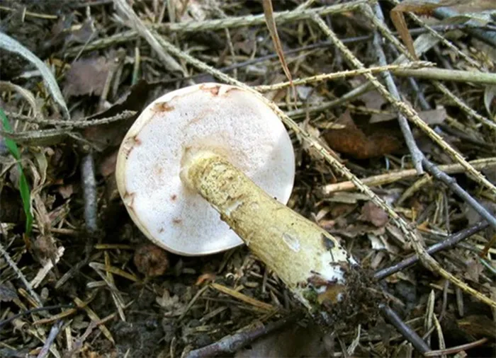 Ложный кустарниковый белый гриб