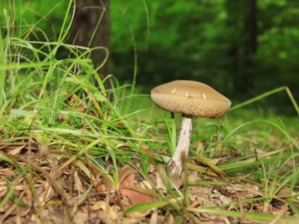 Ложный белый гриб похож на опята.