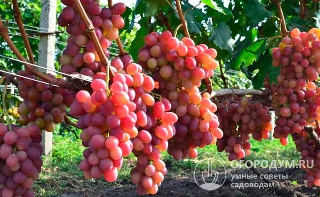 Промышленные плантации в Анапо-Таманской зоне выращивания винограда показали урожайность 21 т/га