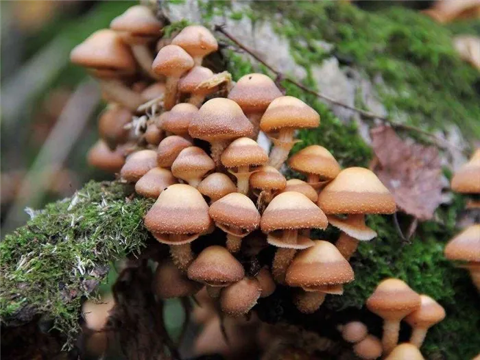 Новые опята: как отличить съедобные грибы от ложных?