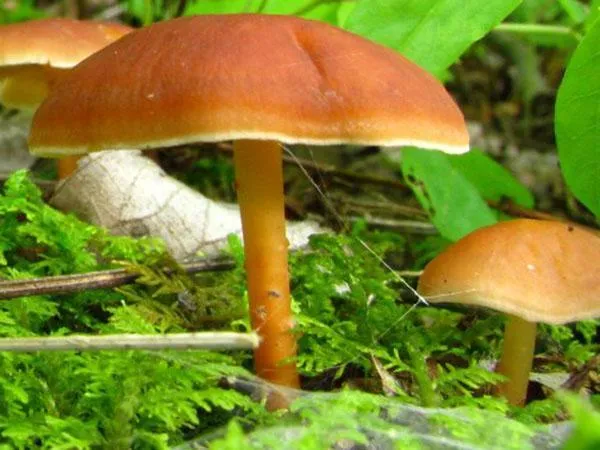 Спелые грибы