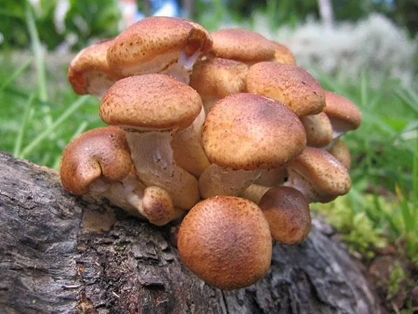 Пляжные грибы