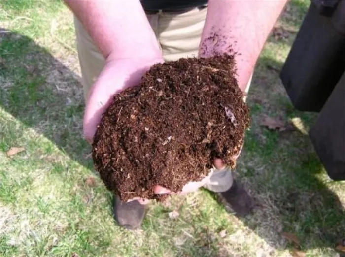 Подготовка почвы под малину