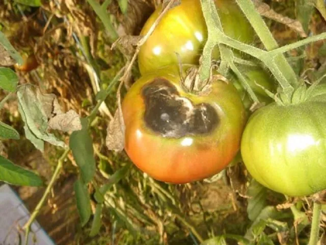 Основные болезни и вредители томатов открытого грунта: описание и лечение