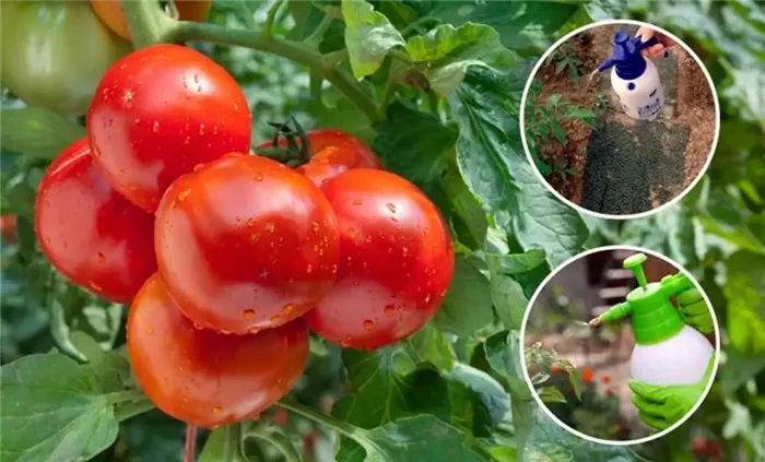 Чем лечить помидоры при появлении насекомых
