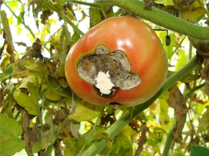 Болезни томатов в открытом грунте и способы их решения.