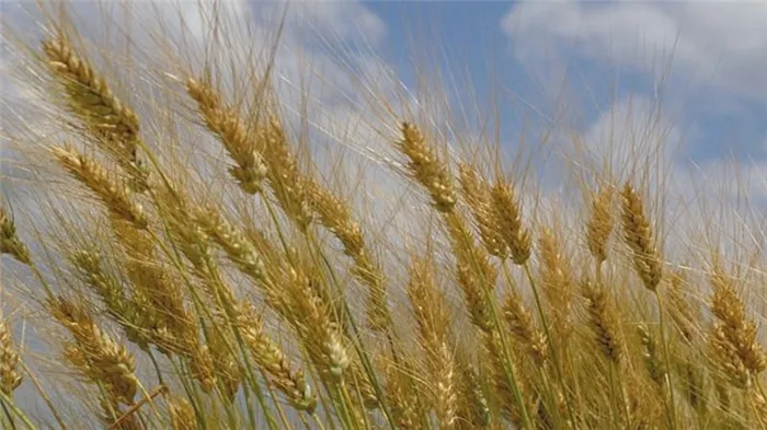 Что такое твердая пшеница: описание, применение и отличия от мягкой пшеницы