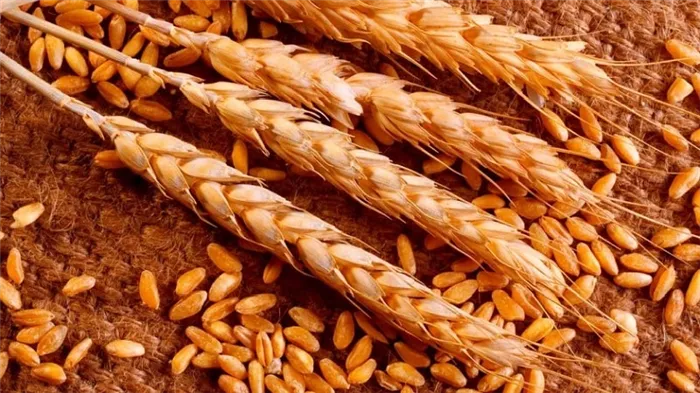 Что такое твердая пшеница: описание, применение и отличия от мягкой пшеницы