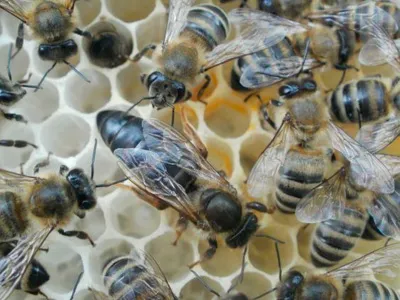 Плодовитость пчелиных маток достигает 1800 яиц в день
