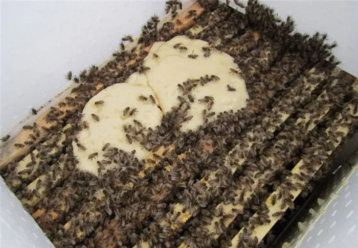 Зимняя подкормка пчел