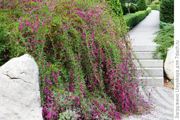 Багульник Тунберга с плакучим побегом особенно красив в цветении, фото автора