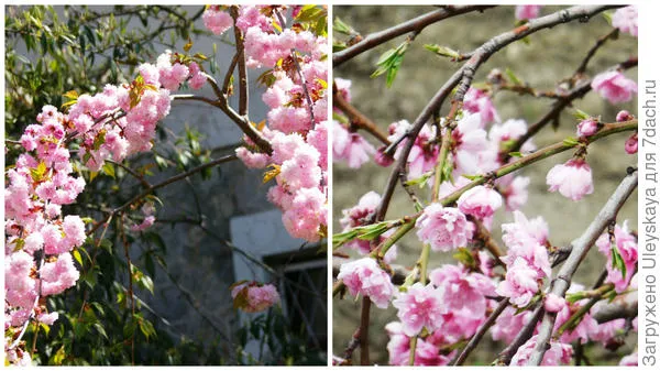 Цветущие вишни и цветущие персики, фото автора.