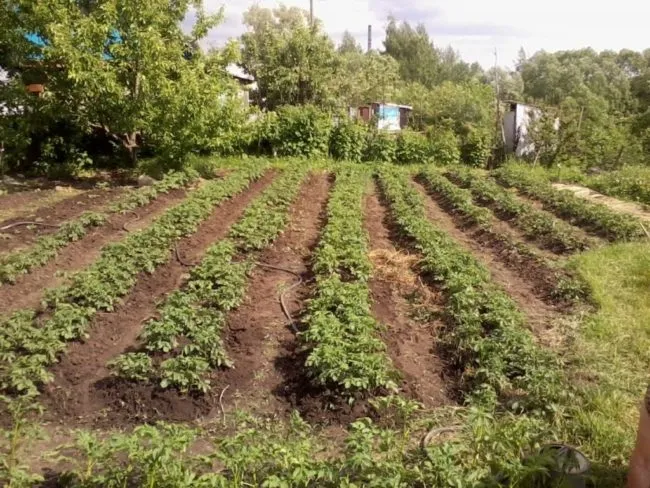Длинные грядки картофеля на солнечных участках сада интрига