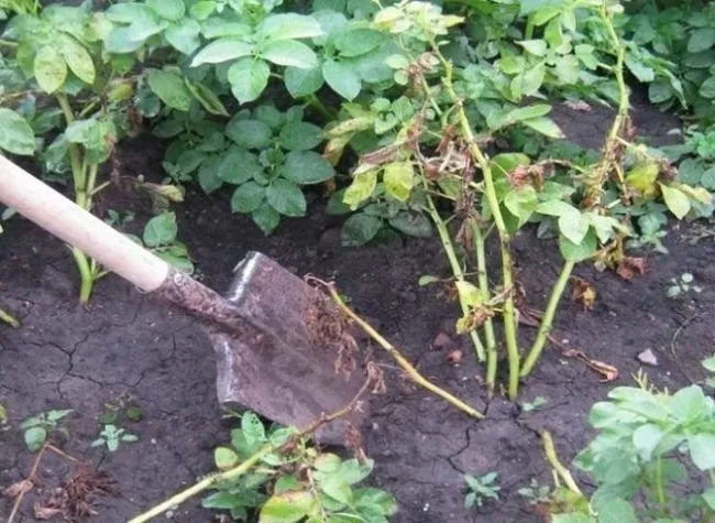 Сгребание больных кустов картофеля на фермерском поле