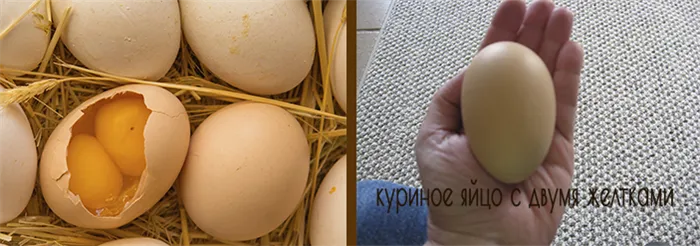 Яйца с двойным желтком
