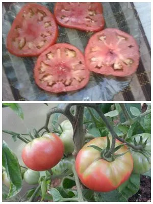 Белые полосы и неравномерное созревание томатов