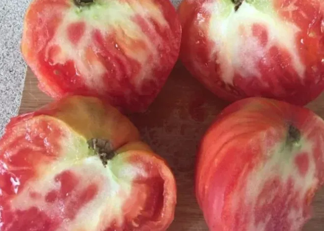 Плоды томата в частях, зараженных фитоплазмозом.