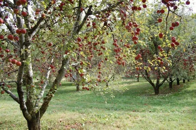 Почему яблони цветут, но не плодоносят?