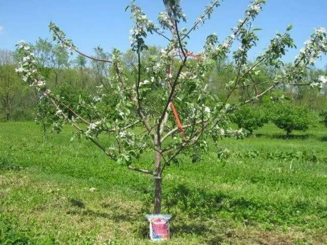 Почему яблони цветут, но не плодоносят?