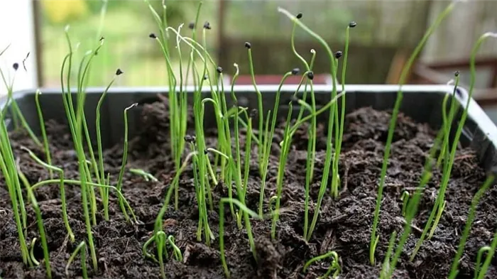 Как вырастить лук из семян в сезон без хлопот - пошаговое руководство