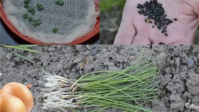 Как вырастить лук из семян в сезон без хлопот - пошаговое руководство