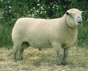 Вендские овцы