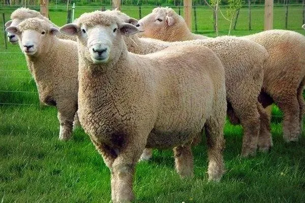 Дорперские овцы