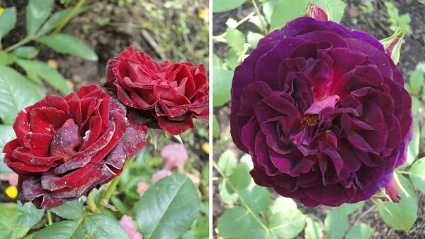 Темным розам нужно больше обеда. Блэк Баккара (Меланд) слева и Манстед Вуд (Д. Остин) справа. Фото автора.