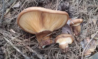 Толстые грибы боровики.