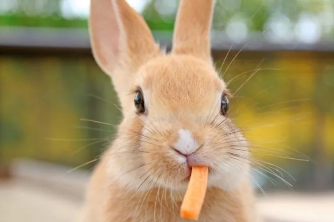 Правильное питание карликовых кроликов