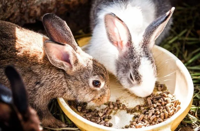 Кролики едят сложную пищу