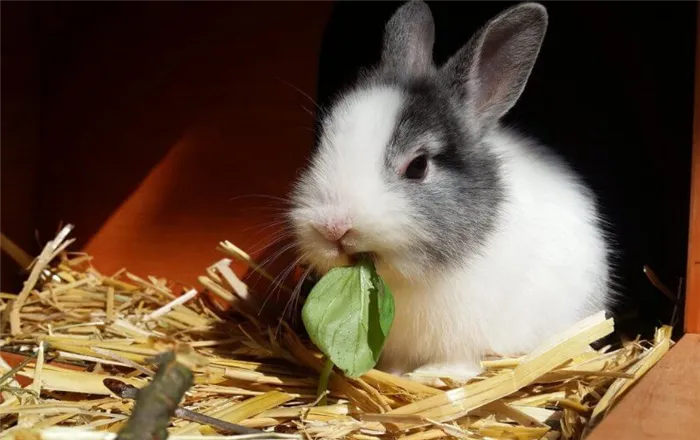 Кролики едят салат