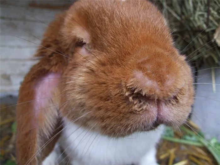 Кролики, страдающие от ринита.