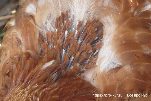 Куры теряют перья из-за болезней или пяти видов линьки кур.
