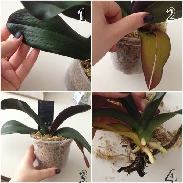 Как размножить все орхидеи. Как размножить орхидеи в домашних условиях?