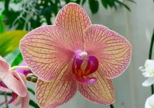 Как размножить все орхидеи. Как размножить орхидеи в домашних условиях?